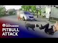 RAW BODYCAM FOOTAGE Pitbull CHARGES at Police Officer | Real Responders