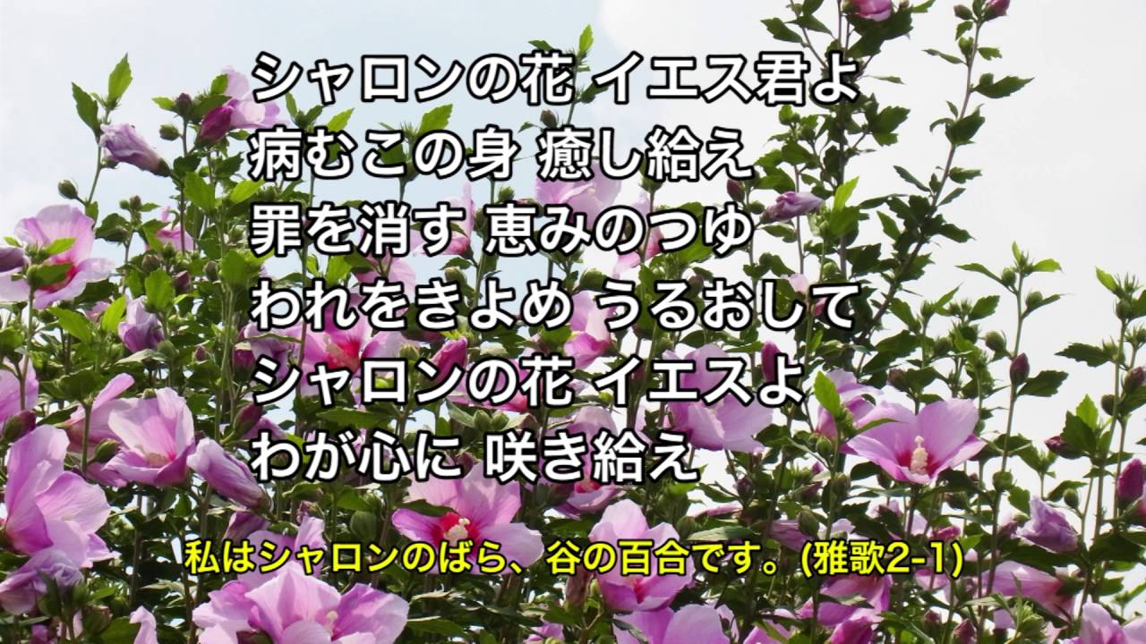 シャロンの花 讃美歌 192 Youtube