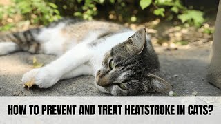 You Won't Believe What Saves Cats from Heatstroke! Must Watch Tips