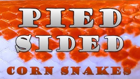 PIED Sided - Corn Snake Morph Deep Dive #14