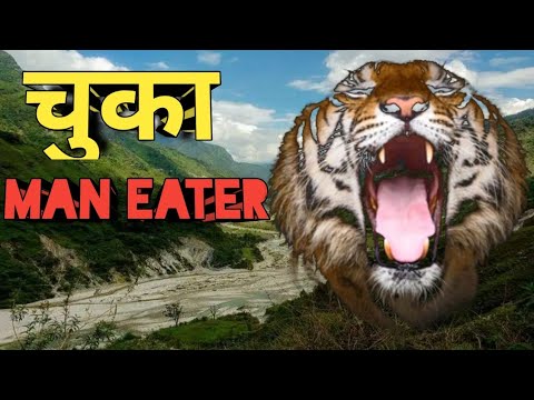 The Chuka Man Eater 2  Chuka Man Eater Tiger  Jim Corbett Killed Chuka Man Eating Tiger  