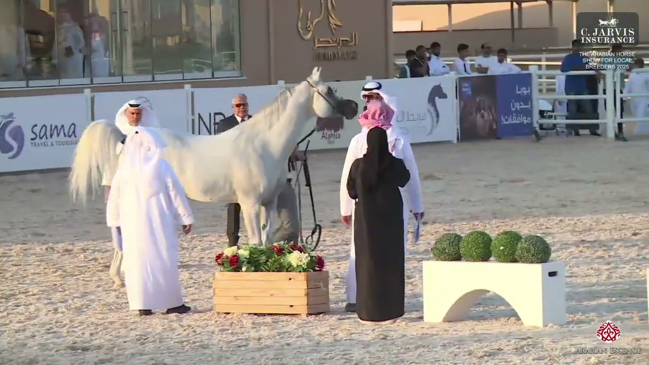 N 277 SK SHAHEEN   The Arabian Horse Show For Local Breeders 2025   Stallions 4 6 Years Old   Sectio