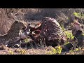 Leopard eating from buffalo carcass  kruger national park