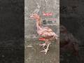 Before Chick After Pela Murga #aseelmurga #murga #aseelmurgalover #chicks #shorts #shortvideo