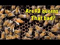 Are F2 Buckfast queens worth keeping?