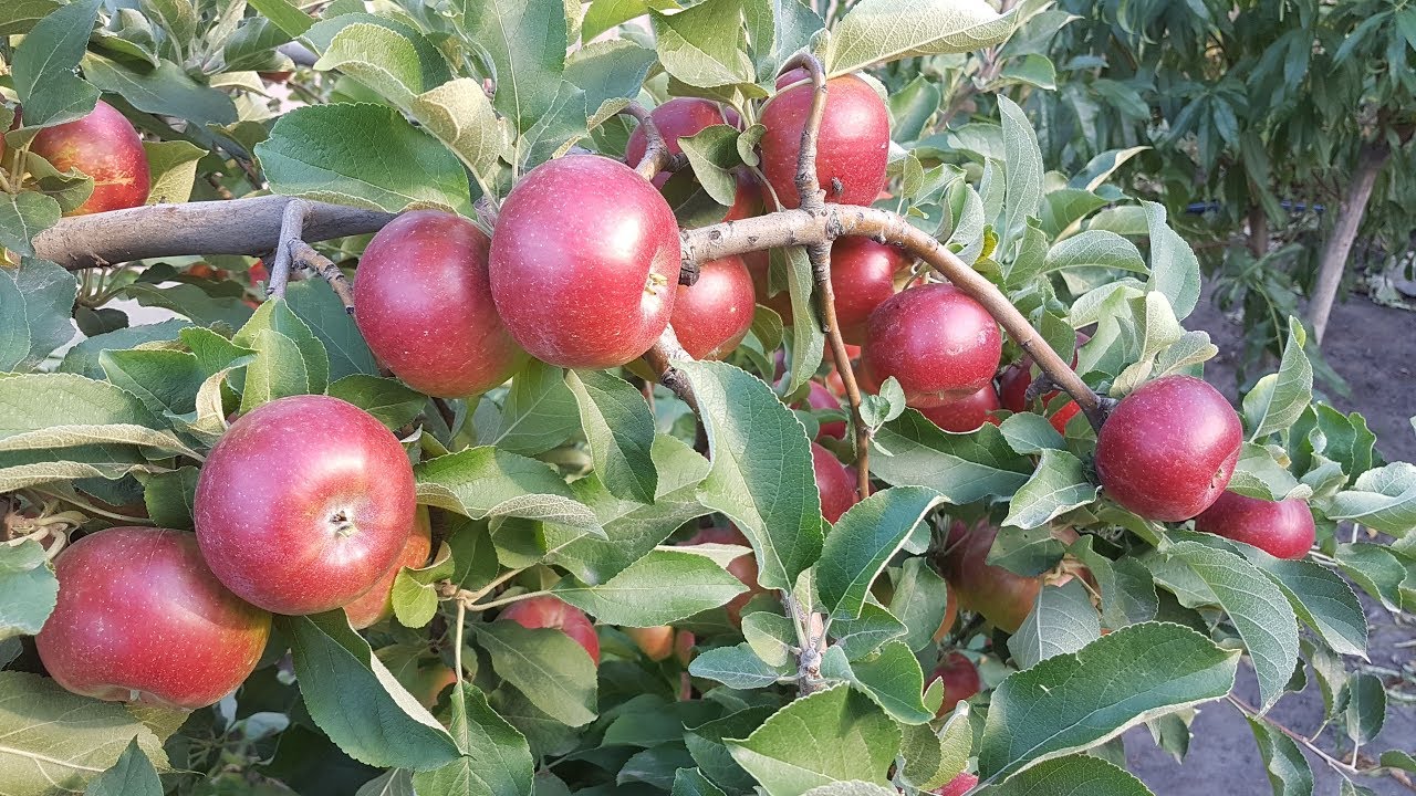 Яблоня красное раннее описание фото. Яблоня Кримсон Крисп. Яблоня Malus красное раннее. Яблоня супер Чиф. Яблоня красный Рубан.