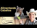 Alimentación de Caballos. Qué les doy y más... | GalopAldo