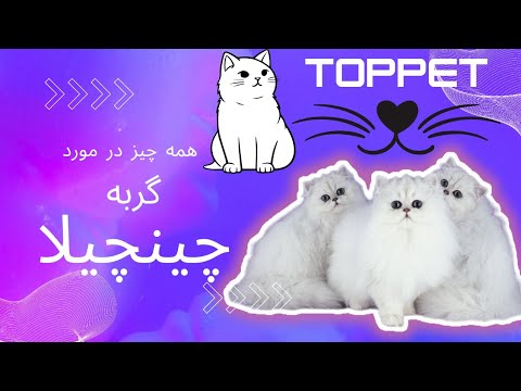 معرفی گربه چینچیلا