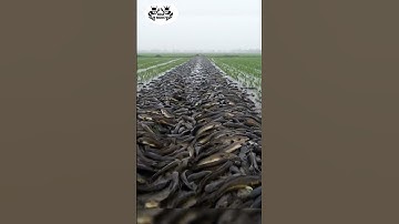 Cận Cảnh hàng ngàn con các lóc dưới Ruộng Lúa thật "Sôi Động"