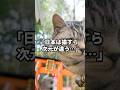 「日本は猫すら次元が違う...」日本の野良猫の様子に世界中が驚愕した理由... #海外の反応 #ねこ #猫ちゃん