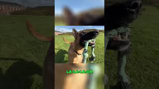 Happy Dog Does Tricks! Watch This Adorable Pup! #shorts