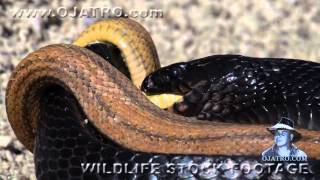 Indigo Snake Eats Rat Snake with Snake vs Snake