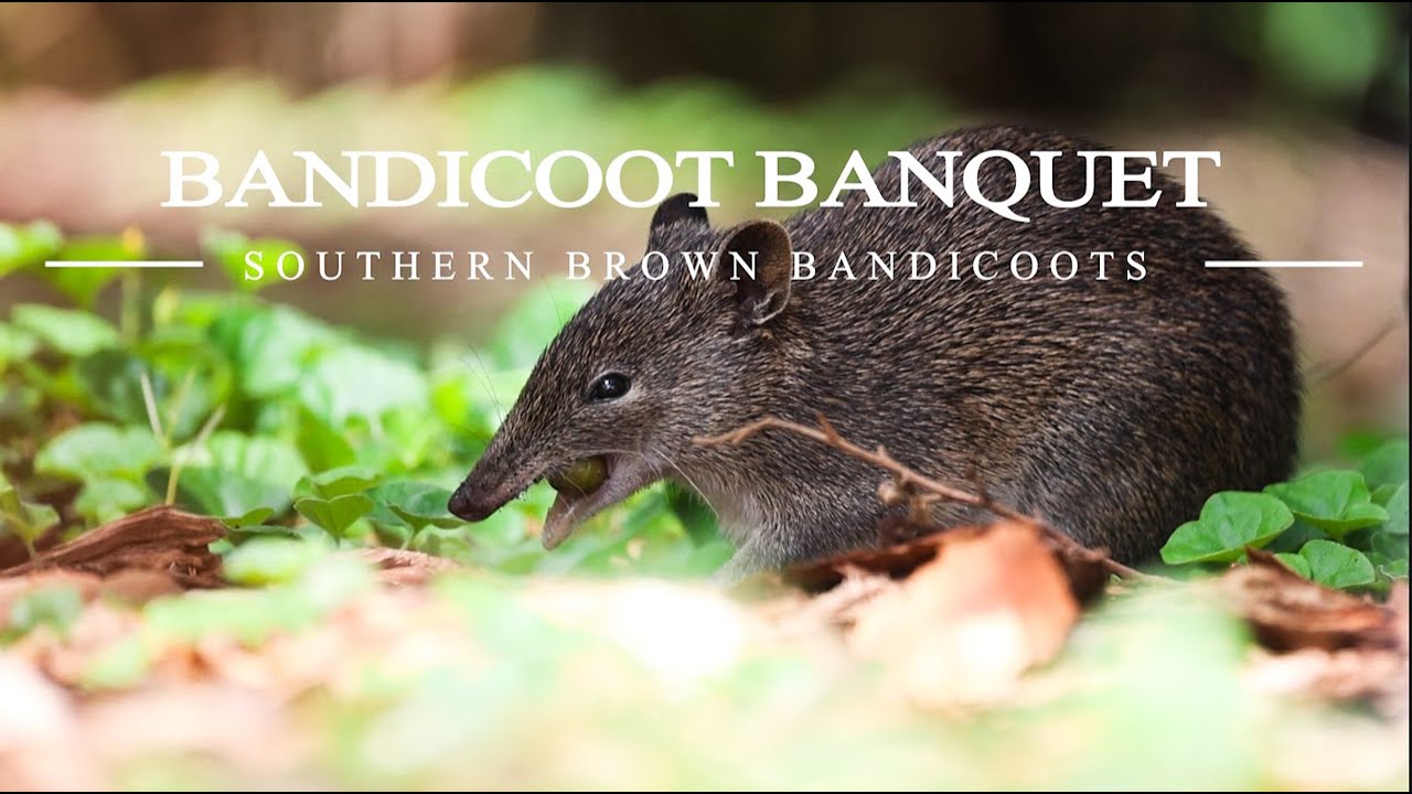 Банкет южного бурого бандикута