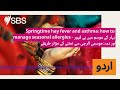 Springtime hay fever and asthma: how to manage seasonal allergies - بہار کے موسم میں ہے فیور اور...