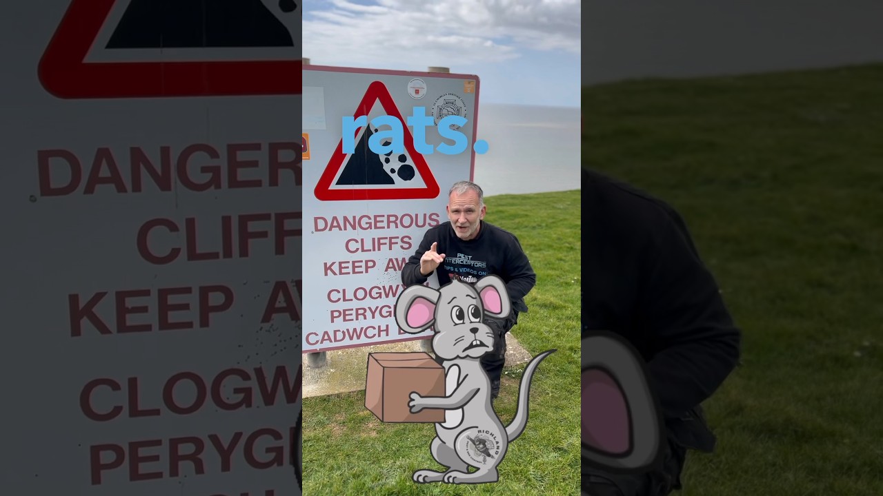 20 year RAT INFESTATION! 