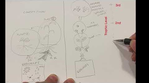 Trophic interactions