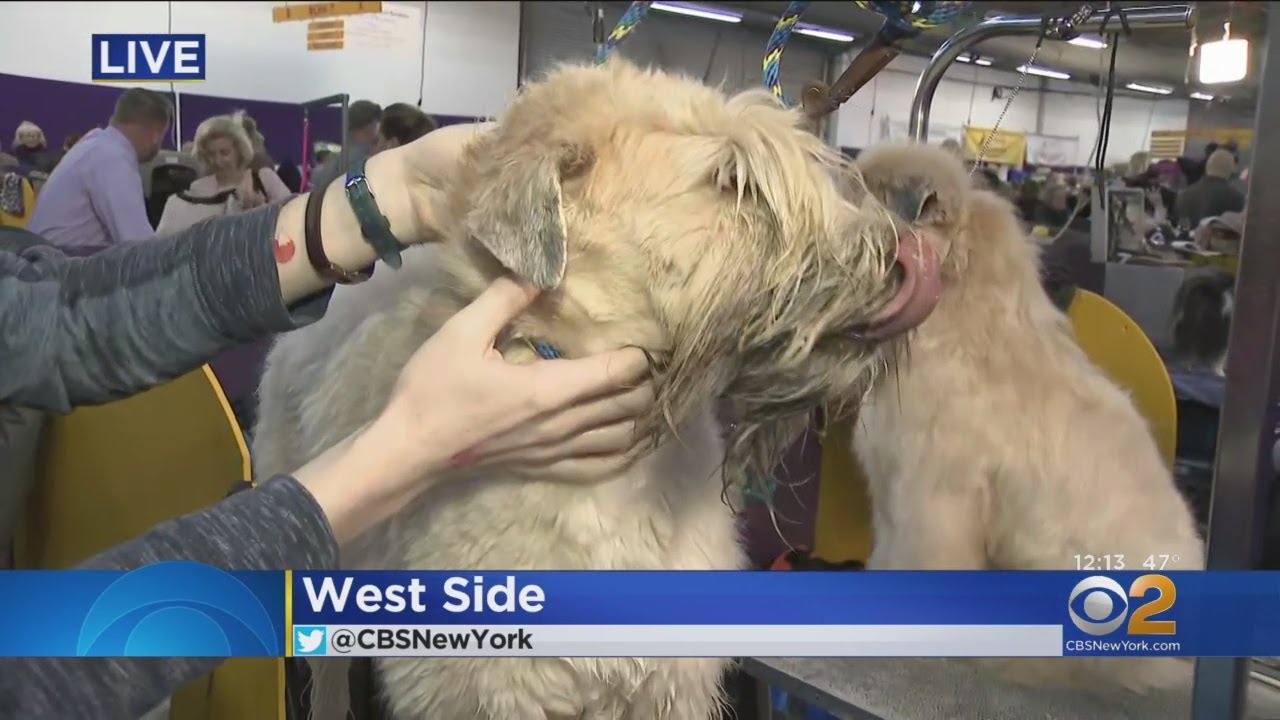 Westminster Kennel Club Dog Show Kicks Off
