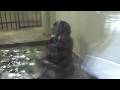 カバ可愛い❤ Cute hippo #95　【Cute animal videos】