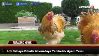 TEMBELEK AYAM TELES