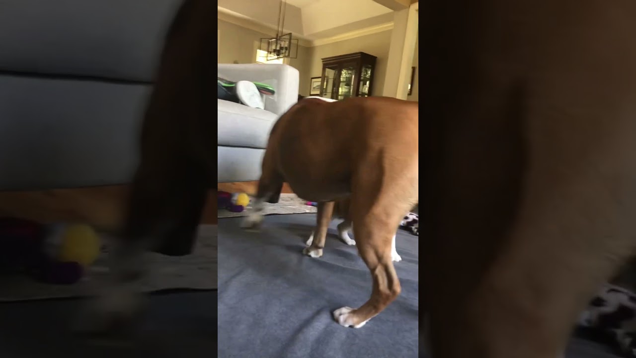 Boxer/English Bulldog mix dogs - puppy playing under chair