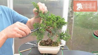 Junípero para iniciarse - Bonsai Colmenar