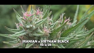 IRANIAN x VIETNAM BLACK - 10/2/26