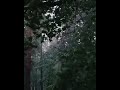 Do you love rain #shorts 480P