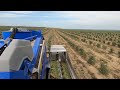 Olive harvester machine New Holland Braud 9090 X 2021