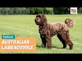 Australian Labradoodle: Your Complete Guide To The First Labrador Poodle Mix!