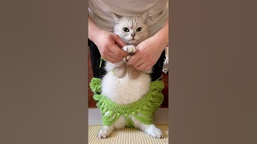 Cats are also good at slow shaking. Cats forced to open business. Cat gesture dance. Cat shaking