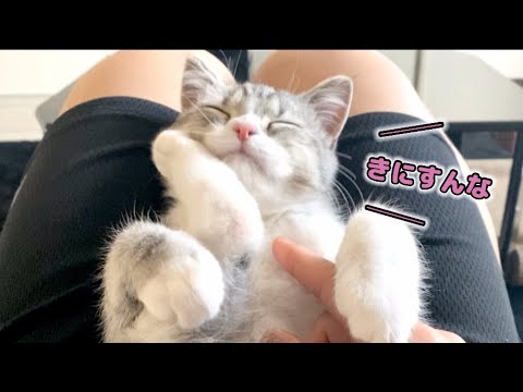 うんちをつけたまま、甘えてくる子猫がこちらです笑【スコティッシュフォールド】