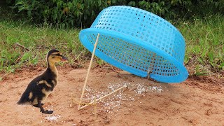 Easy Catch With Creative Duck Trap