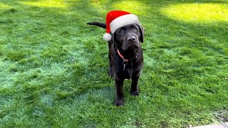 PUPPY'S FIRST CHRISTMAS!!! ADORABLE! by Woodford The Chocolate Lab 14,974 views 4 months ago 4 minutes, 18 seconds