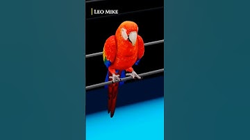Why Birds Don
