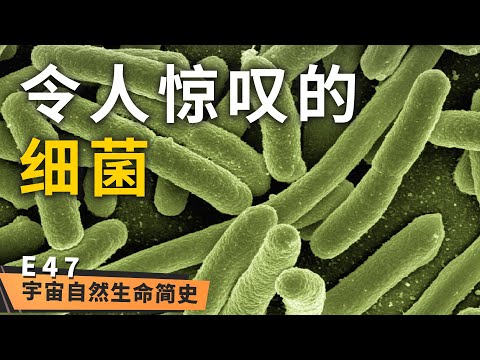 原核生物 丨 《宇宙自然生命简史》第四十七集：你知道吗？你肚子里有数以亿计的细菌！