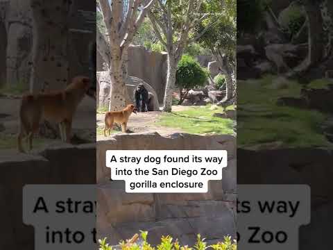 Video: Pet Scoop: Catelusul salvat de la Centrul de reciclare, Gorila pentru copii face debutul la Zoo