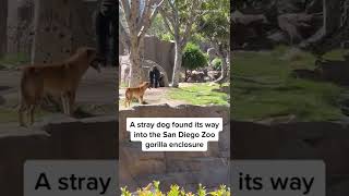 Stray Dog Rescued After Getting Stuck In #SanDiegoZoo Gorilla Enclosure