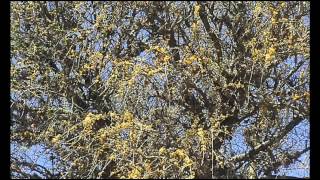 CANAL FUNEAT LOS CHAÑARES DE LAS JARILLAS - PUNILLA SUR - CÓRDOBA