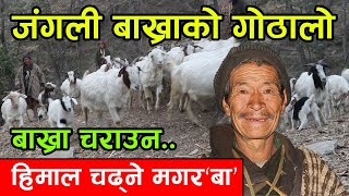 जंगली बाख्रा लिएर हिमाल चढ्ने मगर ‘बा’ सँग गोठालोको जिवन बारे कुराकानी │Nepal Chitra