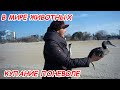 АНАПА 27.02.2021 В МИРЕ ЖИВОТНЫХ#КУПАНИЕ ПОНЕВОЛЕ