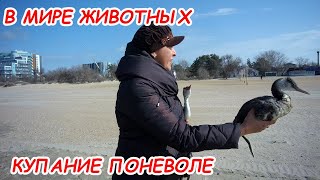 АНАПА 27.02.2021 В МИРЕ ЖИВОТНЫХ#КУПАНИЕ ПОНЕВОЛЕ