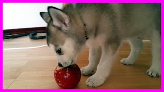 Cute Siberian Husky Puppy Like Eating by Puppy Love 1,264 views 8 years ago 5 minutes, 35 seconds