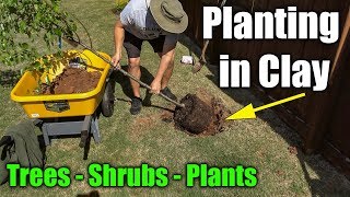 Planting in Clay Soil - Trees Shrubs and Plants