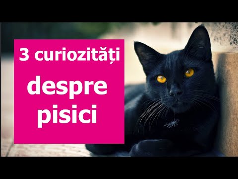 Video: 9 Destinații Esențiale Pentru Iubitorii De Pisici - Matador Network