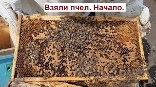 Пчела,пчеловодство,май,ищем матку,пчелиная семья,мед,улей