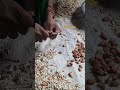 Badam Ka Cutting Kaise kare