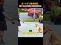 散歩に連れて行こうとしたら…予想外すぎてみんな爆笑😂