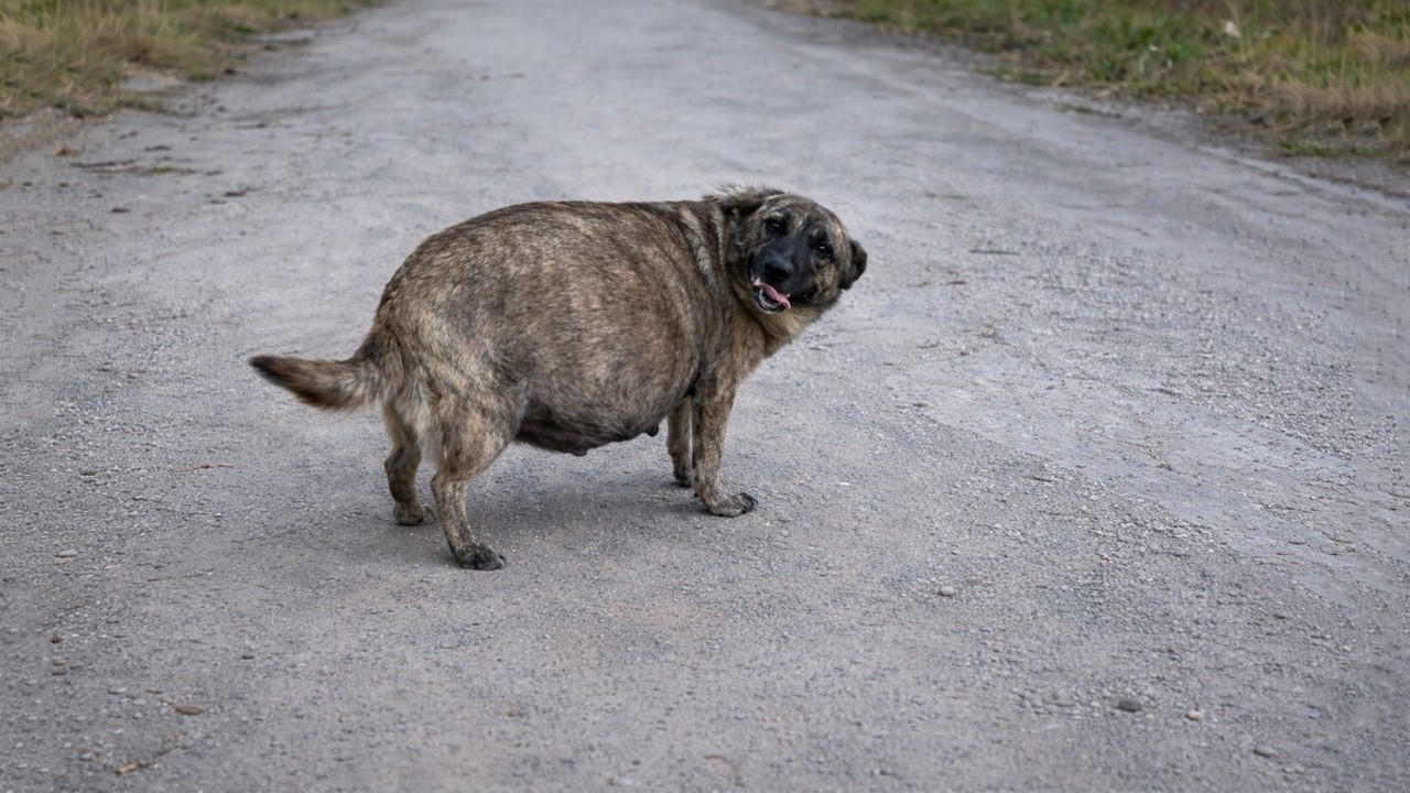 Брошенная беременная собака виляла хвостом и улыбалась, надеясь, что кто-нибудь ей поможет!