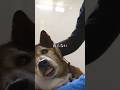 治らない病気と闘う犬…? #ピースワンコ #犬