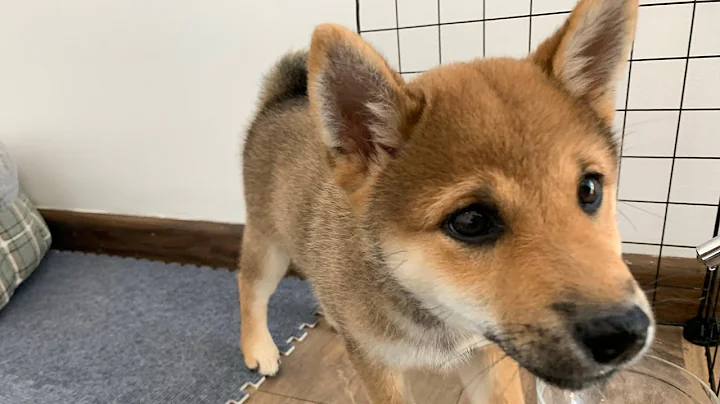 First day with our Shiba Inu puppy